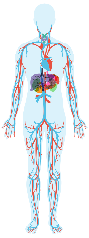 Ilustrazione che rappresenta l'apparato cardiocircolatorio umano