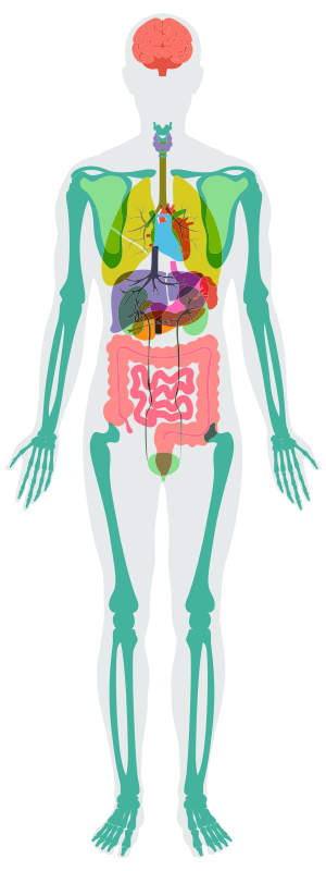 Illustrazione che rappresenta la radiografia del corpo umano e degli organi