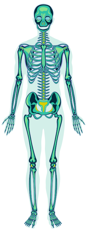 Illustrazione che rappresenta il sistema scheletrico umano